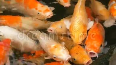一大群鱼日本红鲤滑稽张开嘴，近距离观看